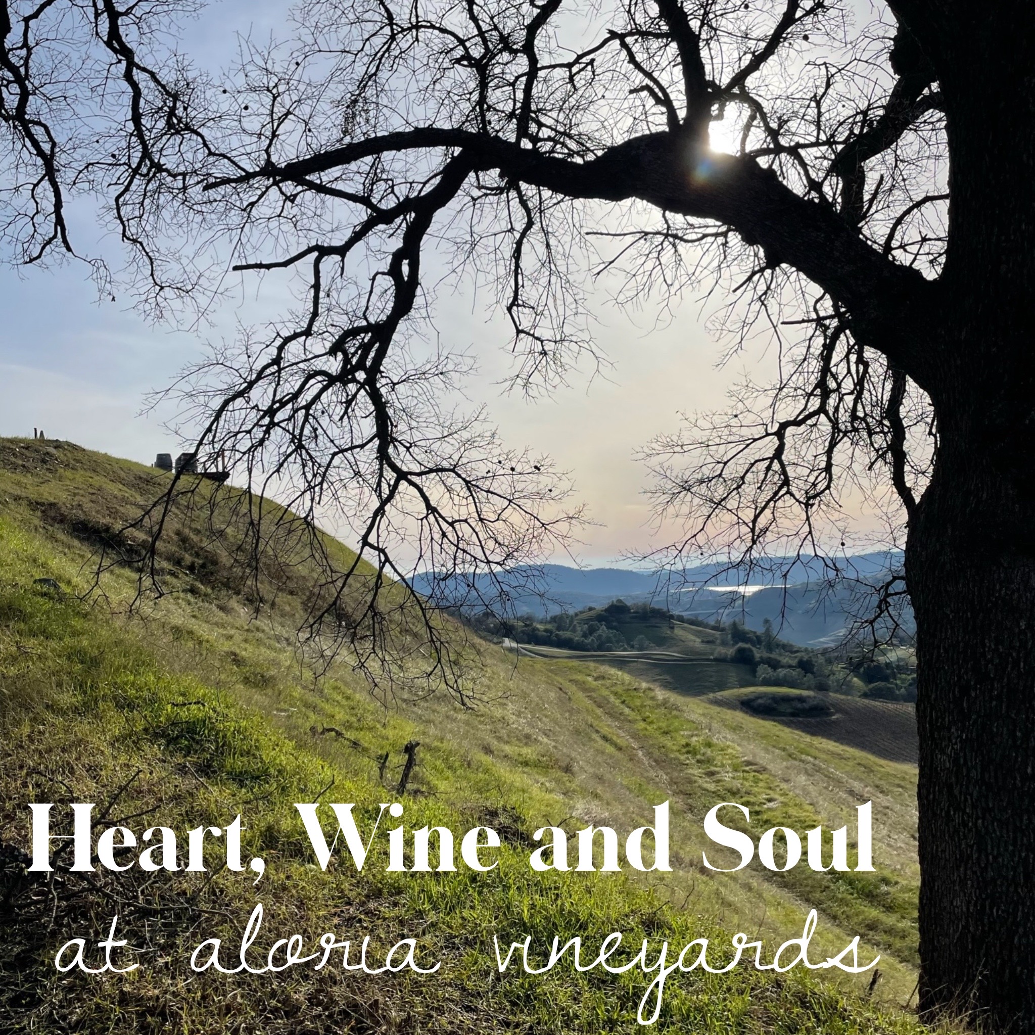 Heart, Wine and Soul at Aloria Vineyards